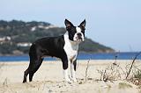 BOSTON TERRIER 354